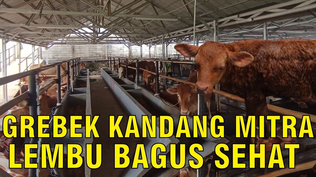 
                                 Lembu-Bagus-Sehat-Farm